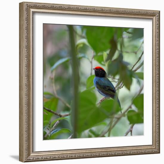 A Blue Manakin, Chiroxiphia Caudata, Bird Rests on a Branch in Ubatuba, Brazil-Alex Saberi-Framed Photographic Print