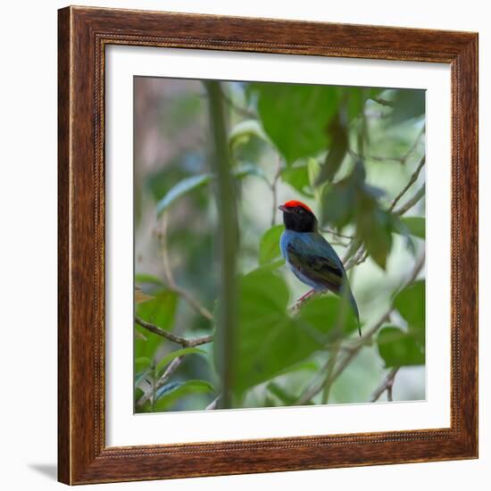 A Blue Manakin, Chiroxiphia Caudata, Bird Rests on a Branch in Ubatuba, Brazil-Alex Saberi-Framed Photographic Print