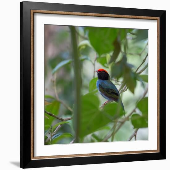 A Blue Manakin, Chiroxiphia Caudata, Bird Rests on a Branch in Ubatuba, Brazil-Alex Saberi-Framed Photographic Print