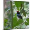 A Blue Manakin, Chiroxiphia Caudata, Bird Rests on a Branch in Ubatuba, Brazil-Alex Saberi-Mounted Photographic Print