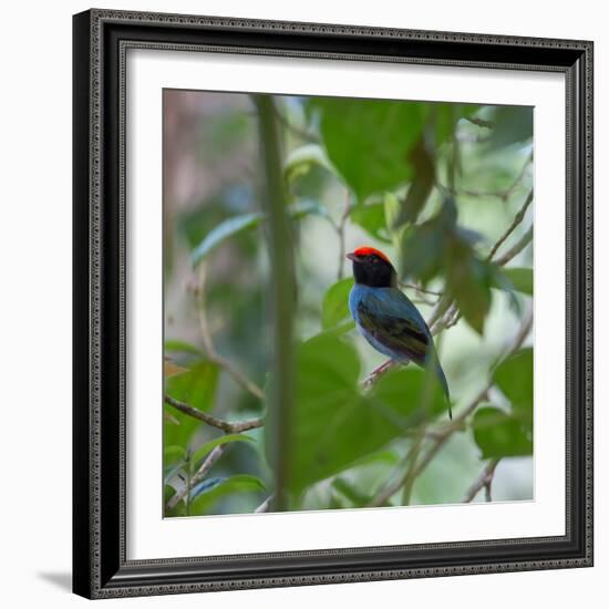 A Blue Manakin, Chiroxiphia Caudata, Bird Rests on a Branch in Ubatuba, Brazil-Alex Saberi-Framed Photographic Print