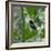 A Blue Manakin, Chiroxiphia Caudata, Bird Rests on a Branch in Ubatuba, Brazil-Alex Saberi-Framed Photographic Print