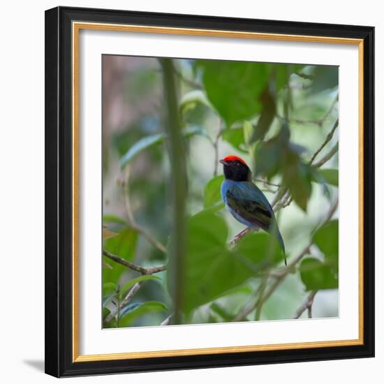 A Blue Manakin, Chiroxiphia Caudata, Bird Rests on a Branch in Ubatuba, Brazil-Alex Saberi-Framed Photographic Print