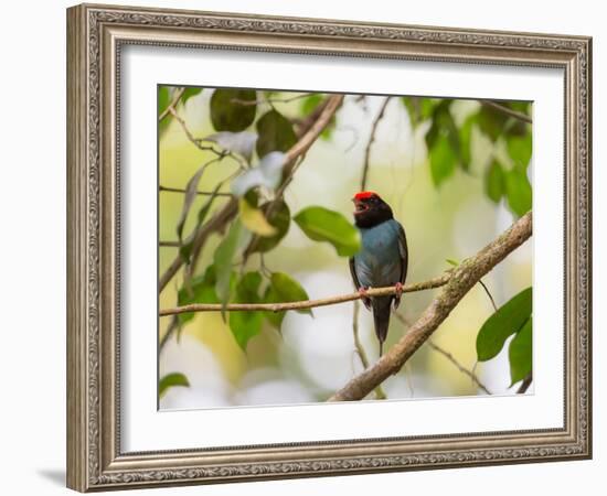 A Blue Manakin, Chiroxiphia Caudata, Bird Rests on a Branch in Ubatuba, Brazil-Alex Saberi-Framed Photographic Print