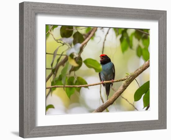 A Blue Manakin, Chiroxiphia Caudata, Bird Rests on a Branch in Ubatuba, Brazil-Alex Saberi-Framed Photographic Print