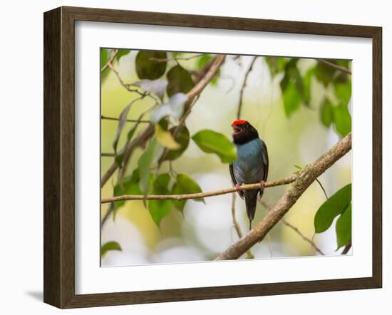 A Blue Manakin, Chiroxiphia Caudata, Bird Rests on a Branch in Ubatuba, Brazil-Alex Saberi-Framed Photographic Print