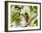 A Blue Manakin, Chiroxiphia Caudata, Bird Rests on a Branch in Ubatuba, Brazil-Alex Saberi-Framed Photographic Print