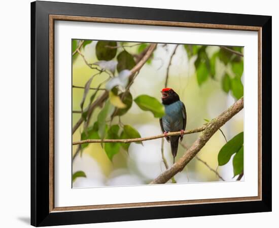 A Blue Manakin, Chiroxiphia Caudata, Bird Rests on a Branch in Ubatuba, Brazil-Alex Saberi-Framed Photographic Print