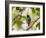 A Blue Manakin, Chiroxiphia Caudata, Bird Rests on a Branch in Ubatuba, Brazil-Alex Saberi-Framed Photographic Print