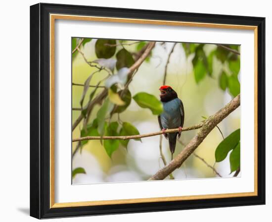 A Blue Manakin, Chiroxiphia Caudata, Bird Rests on a Branch in Ubatuba, Brazil-Alex Saberi-Framed Photographic Print