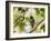 A Blue Manakin, Chiroxiphia Caudata, Bird Rests on a Branch in Ubatuba, Brazil-Alex Saberi-Framed Photographic Print