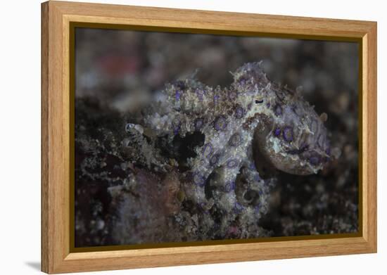 A Blue-Ringed Octopus Lings to the Seafloor in Lembeh Strait, Indonesia-Stocktrek Images-Framed Premier Image Canvas