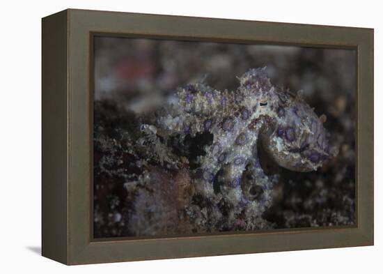 A Blue-Ringed Octopus Lings to the Seafloor in Lembeh Strait, Indonesia-Stocktrek Images-Framed Premier Image Canvas