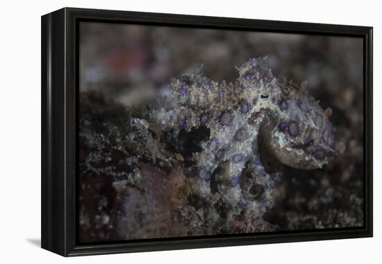 A Blue-Ringed Octopus Lings to the Seafloor in Lembeh Strait, Indonesia-Stocktrek Images-Framed Premier Image Canvas