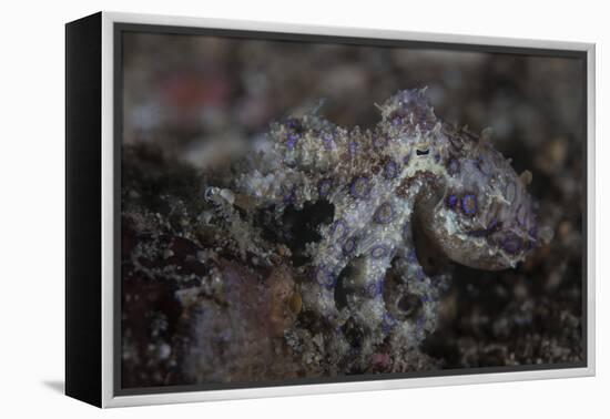 A Blue-Ringed Octopus Lings to the Seafloor in Lembeh Strait, Indonesia-Stocktrek Images-Framed Premier Image Canvas