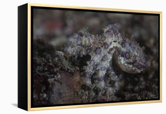 A Blue-Ringed Octopus Lings to the Seafloor in Lembeh Strait, Indonesia-Stocktrek Images-Framed Premier Image Canvas