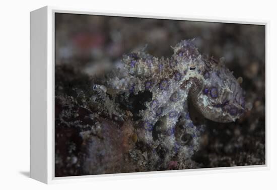 A Blue-Ringed Octopus Lings to the Seafloor in Lembeh Strait, Indonesia-Stocktrek Images-Framed Premier Image Canvas