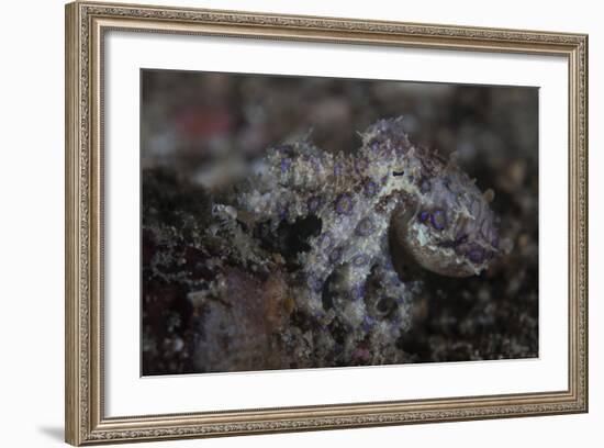 A Blue-Ringed Octopus Lings to the Seafloor in Lembeh Strait, Indonesia-Stocktrek Images-Framed Photographic Print