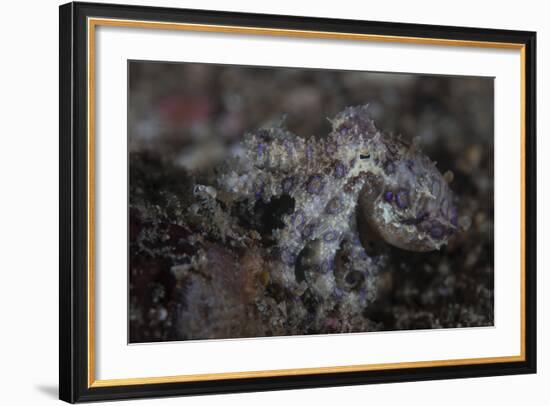 A Blue-Ringed Octopus Lings to the Seafloor in Lembeh Strait, Indonesia-Stocktrek Images-Framed Photographic Print