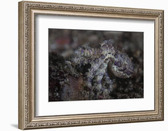 A Blue-Ringed Octopus Lings to the Seafloor in Lembeh Strait, Indonesia-Stocktrek Images-Framed Photographic Print