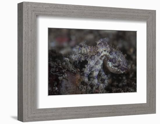 A Blue-Ringed Octopus Lings to the Seafloor in Lembeh Strait, Indonesia-Stocktrek Images-Framed Photographic Print