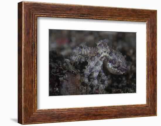 A Blue-Ringed Octopus Lings to the Seafloor in Lembeh Strait, Indonesia-Stocktrek Images-Framed Photographic Print