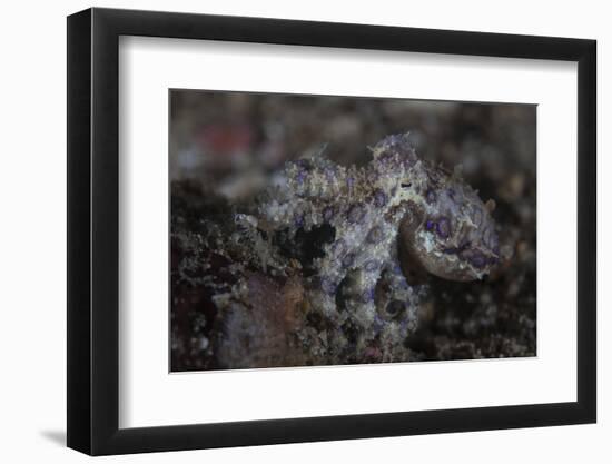 A Blue-Ringed Octopus Lings to the Seafloor in Lembeh Strait, Indonesia-Stocktrek Images-Framed Photographic Print