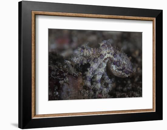 A Blue-Ringed Octopus Lings to the Seafloor in Lembeh Strait, Indonesia-Stocktrek Images-Framed Photographic Print