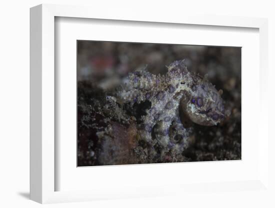 A Blue-Ringed Octopus Lings to the Seafloor in Lembeh Strait, Indonesia-Stocktrek Images-Framed Photographic Print