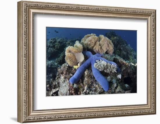 A Blue Starfish Clings to a Coral Reef in Indonesia-Stocktrek Images-Framed Photographic Print