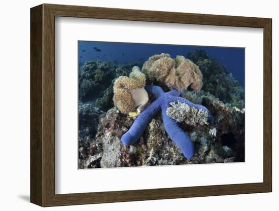 A Blue Starfish Clings to a Coral Reef in Indonesia-Stocktrek Images-Framed Photographic Print