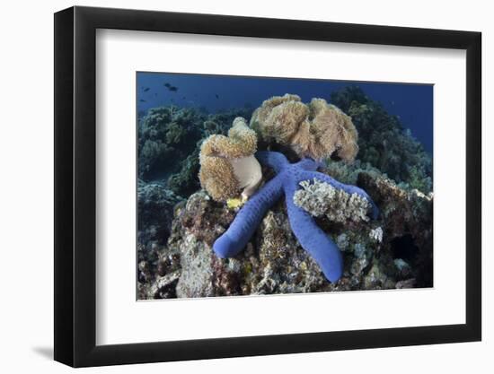 A Blue Starfish Clings to a Coral Reef in Indonesia-Stocktrek Images-Framed Photographic Print