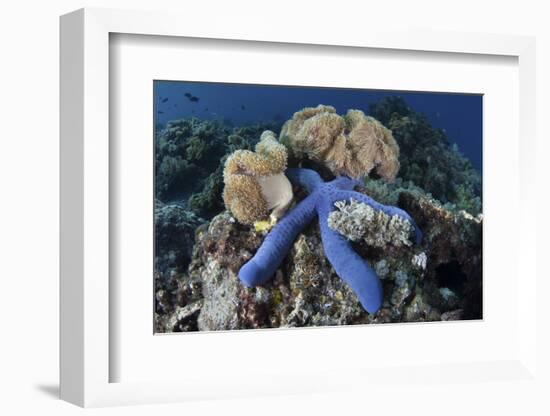 A Blue Starfish Clings to a Coral Reef in Indonesia-Stocktrek Images-Framed Photographic Print