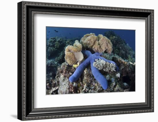 A Blue Starfish Clings to a Coral Reef in Indonesia-Stocktrek Images-Framed Photographic Print