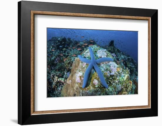 A Blue Starfish Clings to a Coral Reef in Indonesia-Stocktrek Images-Framed Photographic Print