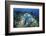 A Blue Starfish Clings to a Coral Reef in Indonesia-Stocktrek Images-Framed Photographic Print