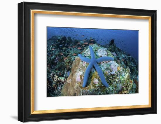 A Blue Starfish Clings to a Coral Reef in Indonesia-Stocktrek Images-Framed Photographic Print