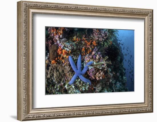 A Blue Starfish Clings to a Reef in Komodo National Park, Indonesia-Stocktrek Images-Framed Photographic Print