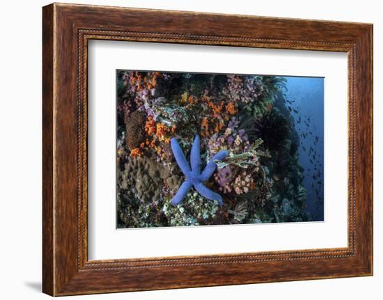 A Blue Starfish Clings to a Reef in Komodo National Park, Indonesia-Stocktrek Images-Framed Photographic Print