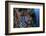 A Blue Starfish Clings to a Reef in Komodo National Park, Indonesia-Stocktrek Images-Framed Photographic Print