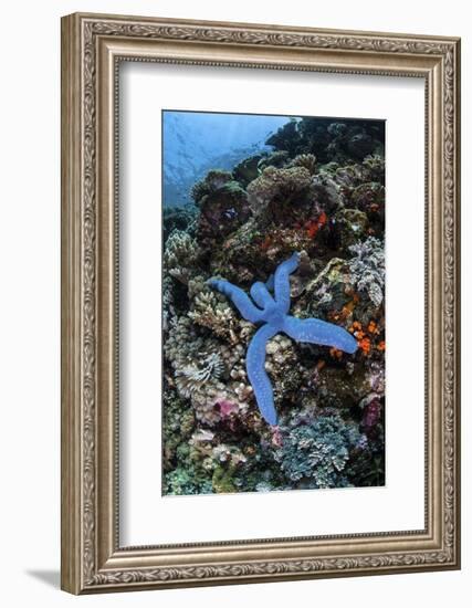 A Blue Starfish Clings to a Reef in Komodo National Park, Indonesia-Stocktrek Images-Framed Photographic Print