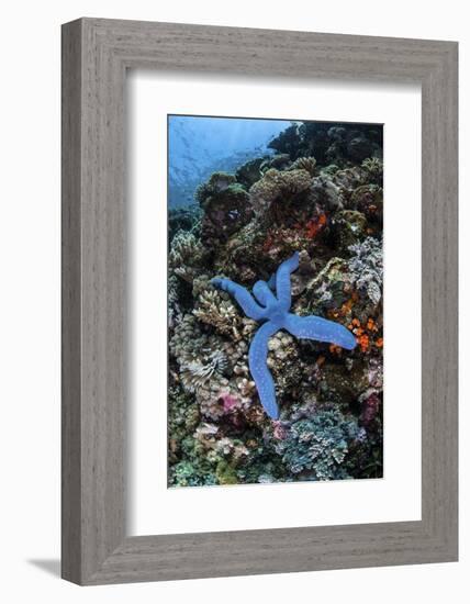 A Blue Starfish Clings to a Reef in Komodo National Park, Indonesia-Stocktrek Images-Framed Photographic Print