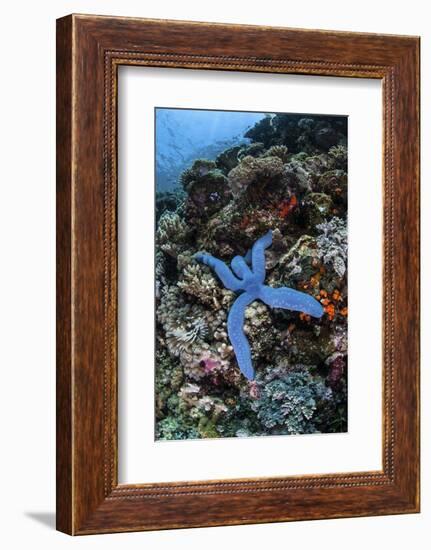 A Blue Starfish Clings to a Reef in Komodo National Park, Indonesia-Stocktrek Images-Framed Photographic Print