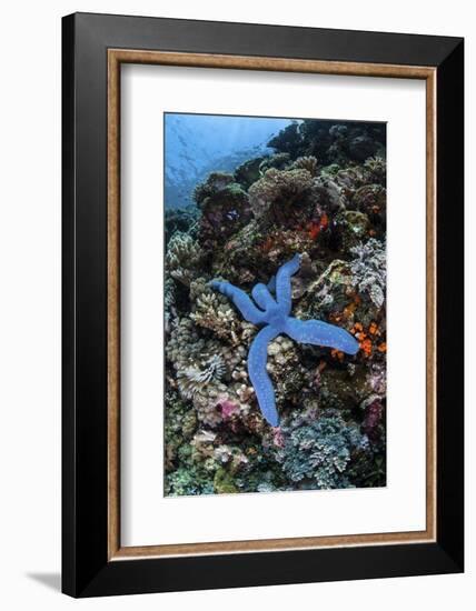 A Blue Starfish Clings to a Reef in Komodo National Park, Indonesia-Stocktrek Images-Framed Photographic Print