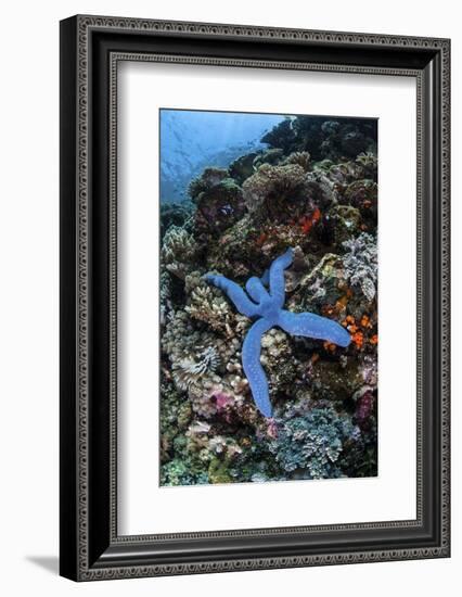 A Blue Starfish Clings to a Reef in Komodo National Park, Indonesia-Stocktrek Images-Framed Photographic Print