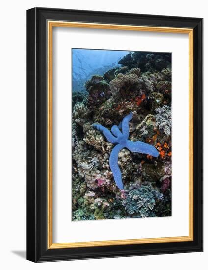 A Blue Starfish Clings to a Reef in Komodo National Park, Indonesia-Stocktrek Images-Framed Photographic Print