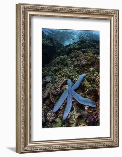 A Blue Starfish Clings to a Reef in Komodo National Park, Indonesia-Stocktrek Images-Framed Photographic Print