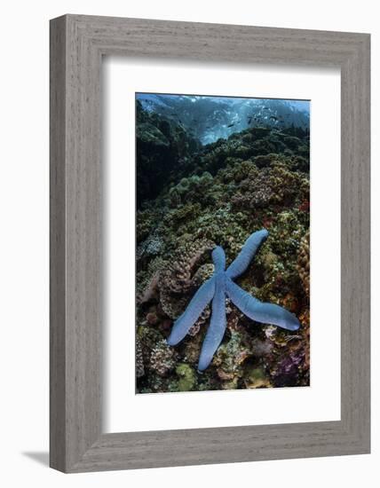 A Blue Starfish Clings to a Reef in Komodo National Park, Indonesia-Stocktrek Images-Framed Photographic Print