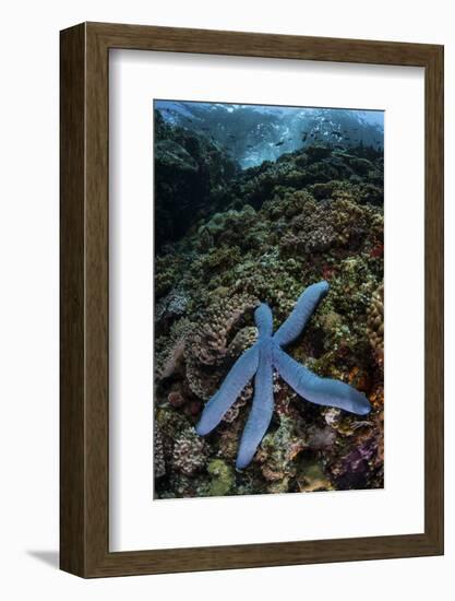 A Blue Starfish Clings to a Reef in Komodo National Park, Indonesia-Stocktrek Images-Framed Photographic Print