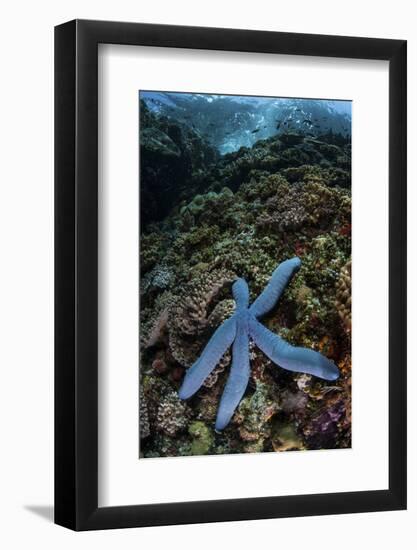 A Blue Starfish Clings to a Reef in Komodo National Park, Indonesia-Stocktrek Images-Framed Photographic Print